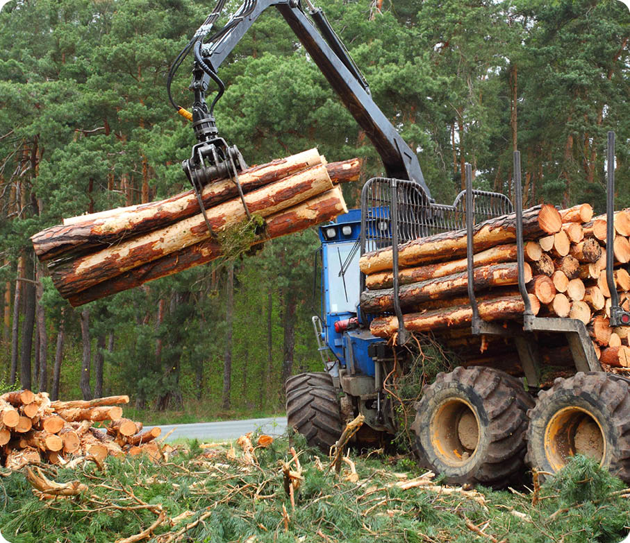Loading logs on a truck trailer using a tractor loader with a grab crane  Transportation of coniferous logs to the sawmill  Deforestation and exploitation of nature  felling trees 