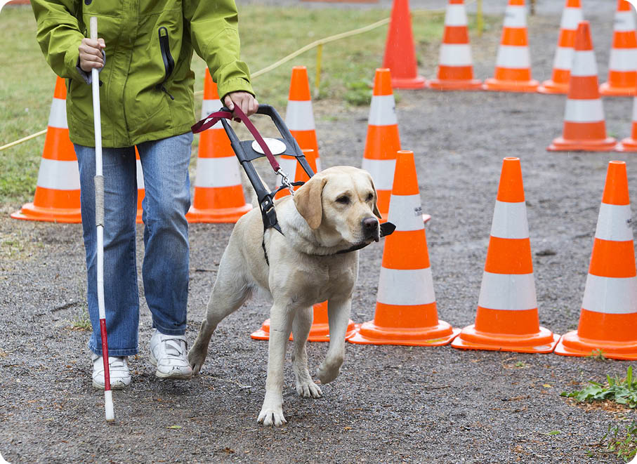 A blind person is led by her golden retriever guide dog during the last training for the dog  The dogs are undergoing various trainings before finally given to the physically disabled people 