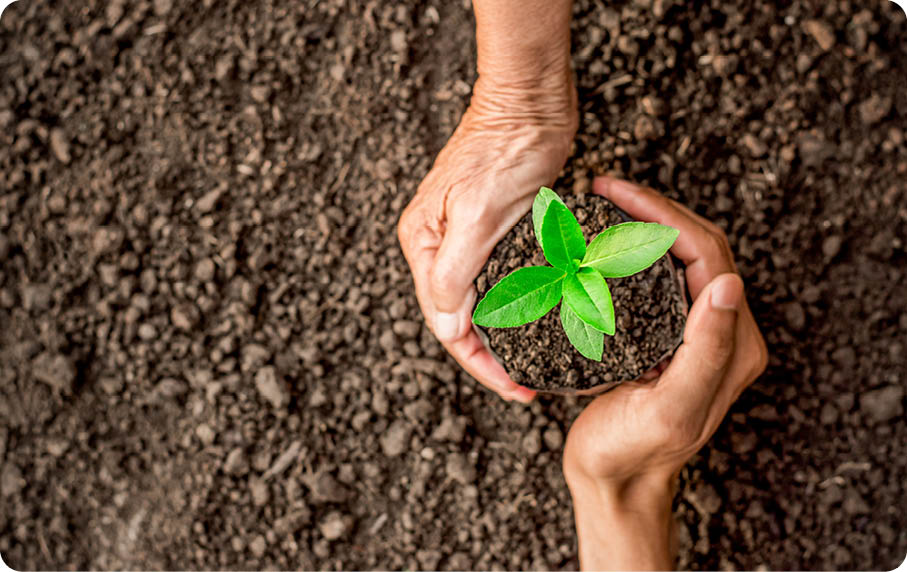 Seedlings are growing in the nursery bag  As the hands of the old woman and the hands of the young man are about to be planted in the fertile soil 